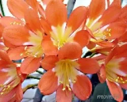Clivia miniata