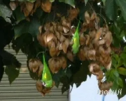 Cotorras
