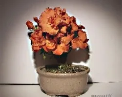Azalea