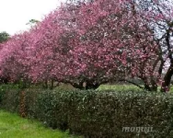 Prunus mume