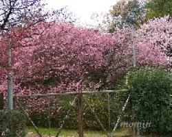 Prunus mume