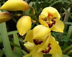 Cymbidium