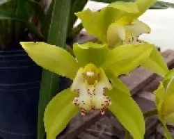 Cymbidium