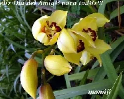 Feliz Dia del Amig@!!!!!!