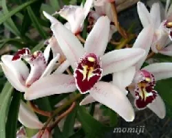 Cymbidium