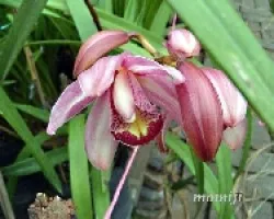 Cymbidium