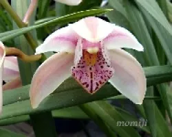 Cymbidium