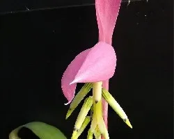 Billbergia nutans