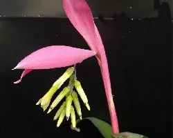 Billbergia nutans