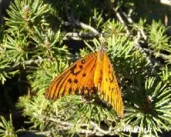 Mariposa