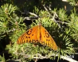 Mariposa