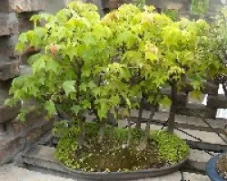 Bosque Acer trifidium