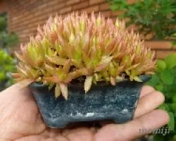 Una miniatura