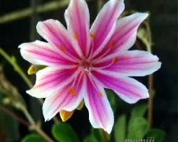Lewisia cotyledon