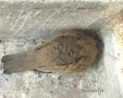 Paloma
