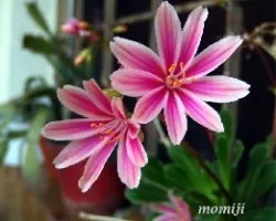 Lewisia cotyledon