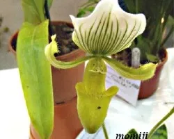 Paphiopedilum