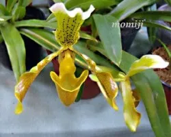 Paphiopedilum