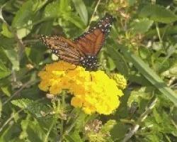 Mariposa