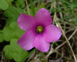Oxalis