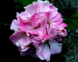 Pelargonium
