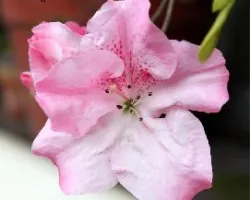 Azalea