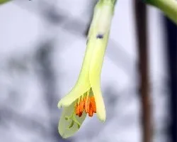 Billbergia nutans