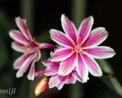Lewisia cotyledon