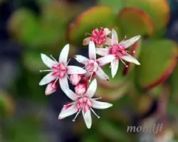 Crassula arborea