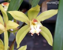 Cymbidium