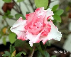 Azalea