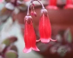 Kalanchoe sp
