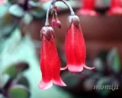 Kalanchoe sp