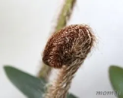 Peludo