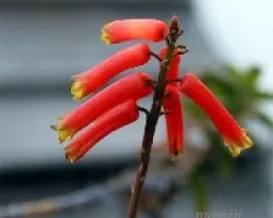 Aloe