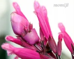 Salvia articulata