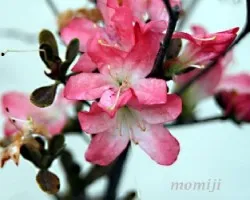 Azalea