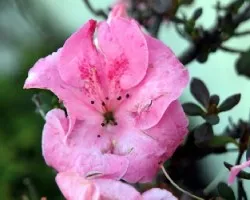 Azalea