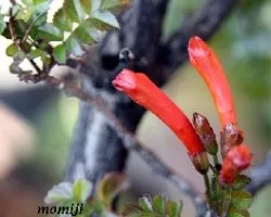 Bignonia
