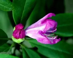 Rhododendron