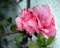 Azalea