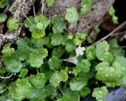 Cymbalaria muralis