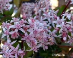 Crassula arborea