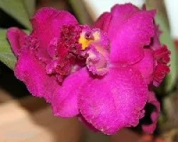 Cattleya