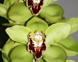 Cymbidium