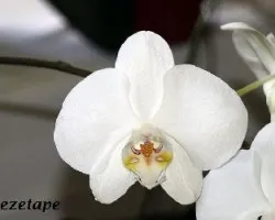 Blanco inmaculado