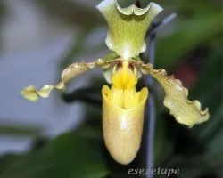 Paphiopedilum
