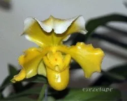 Paphiopedilum