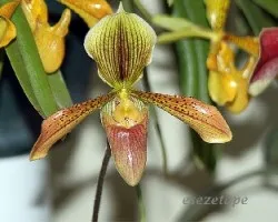 Paphiopedilum