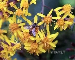 Abeja